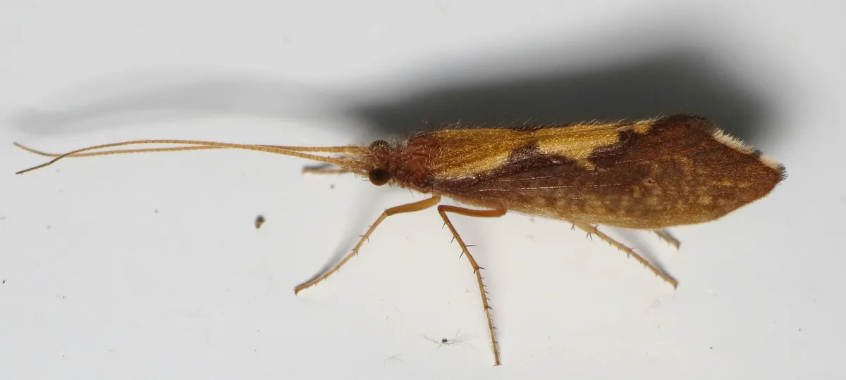 Stonecase Caddisflies - Uenoidae