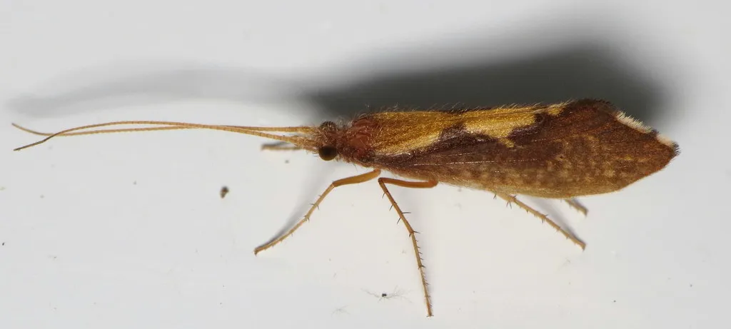 Stonecase Caddisflies - photo 3