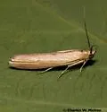 Ufa lithosella - Hodges#5892