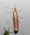 Ufa lithosella - Hodges#5892 - photo 2