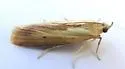 Ufa lithosella - Hodges#5892 - photo 3