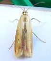 Ufa lithosella - Hodges#5892 - photo 4