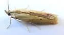Ufa lithosella - Hodges#5892 - photo 5