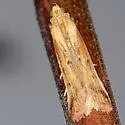 Ufa rubedinella - Hodges#5895