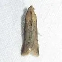 Ufa rubedinella - Hodges#5895 - photo 4