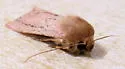 Ufeus faunus - Hodges#11053