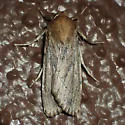 Ufeus faunus - Hodges#11053 - photo 3