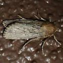 Ufeus faunus - Hodges#11053 - photo 4