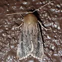 Ufeus faunus - Hodges#11053 - photo 5