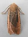 Ufeus felsensteini - Hodges# 11052.2