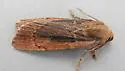 Ufeus felsensteini - Hodges# 11052.2 - photo 2