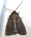 Ufeus hulstii - Hodges#11052.1