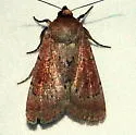 Ufeus hulstii - Hodges#11052.1 - photo 2