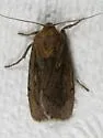 Ufeus plicatus - Hodges#11052 - photo 2