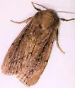 Ufeus plicatus - Hodges#11052 - photo 3