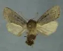 Ufeus plicatus - Hodges#11052 - photo 4