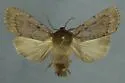 Ufeus plicatus - Hodges#11052 - photo 5