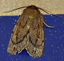 Grote's Satyr - Hodges#11051