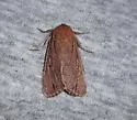 Grote's Satyr - Hodges#11051 - photo 2