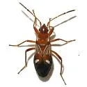 Uhleriola floralis