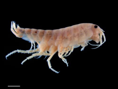 Uhlorchestia uhleri