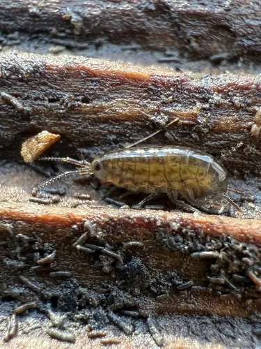 Uhlorchestia uhleri - photo 3
