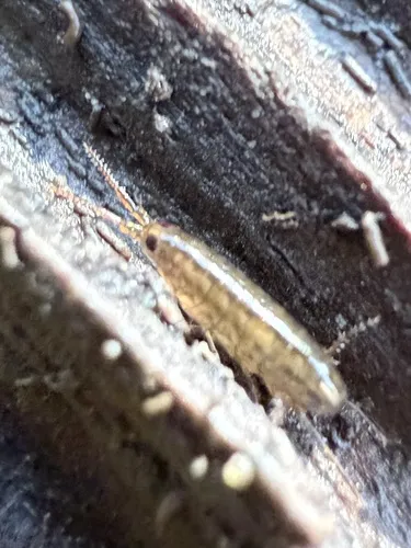 Uhlorchestia uhleri - photo 4
