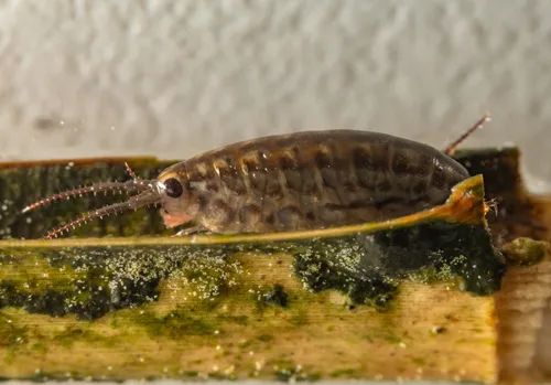 Uhlorchestia uhleri - photo 5