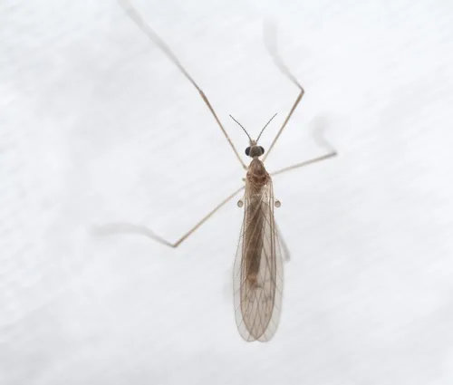 Ula elegans - photo 2
