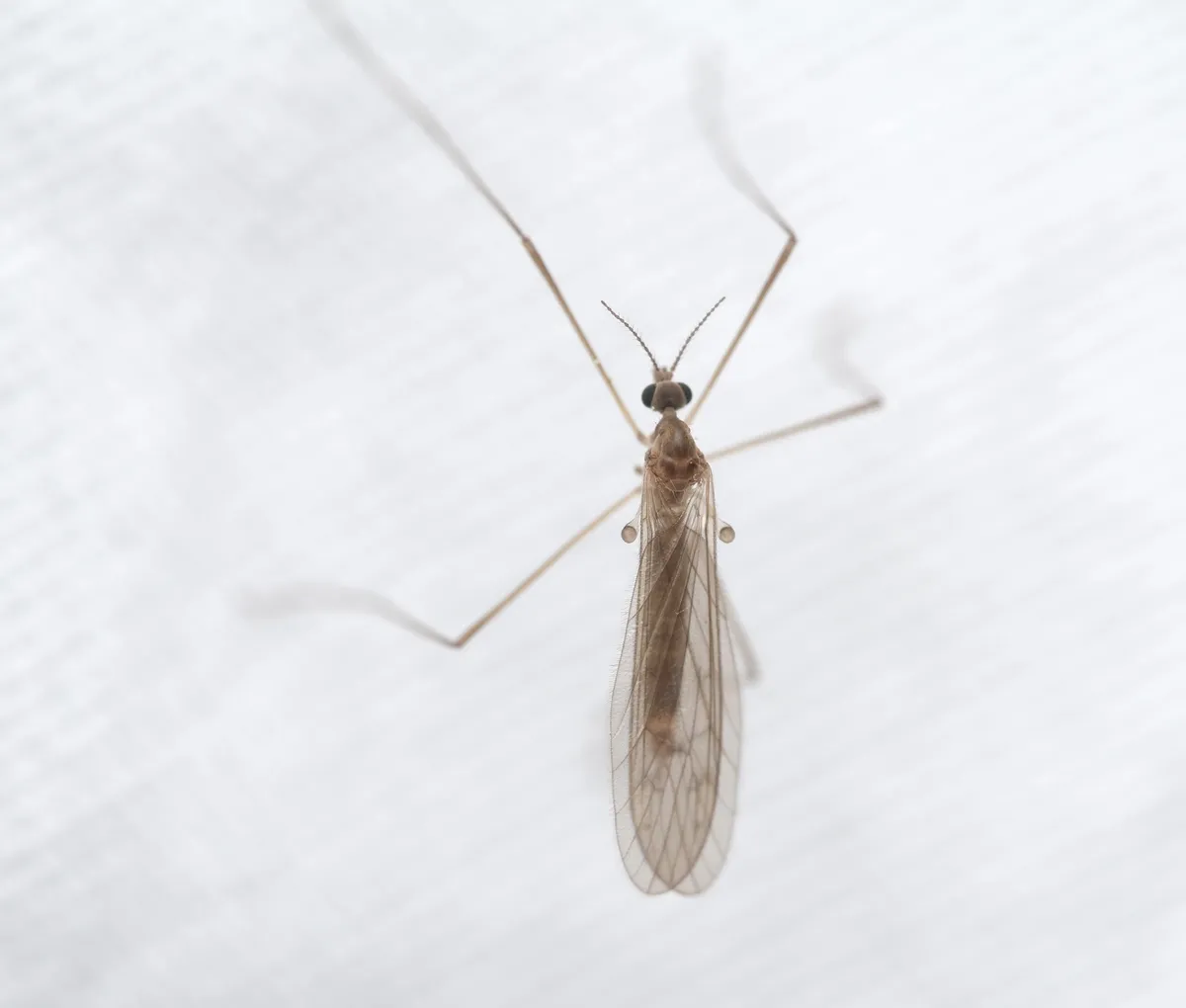 Ula elegans - photo 3