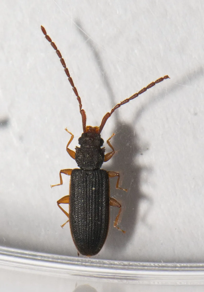 Uleiota debilis
