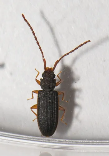 Uleiota debilis - photo 3