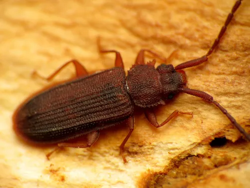Uleiota dubia - photo 2