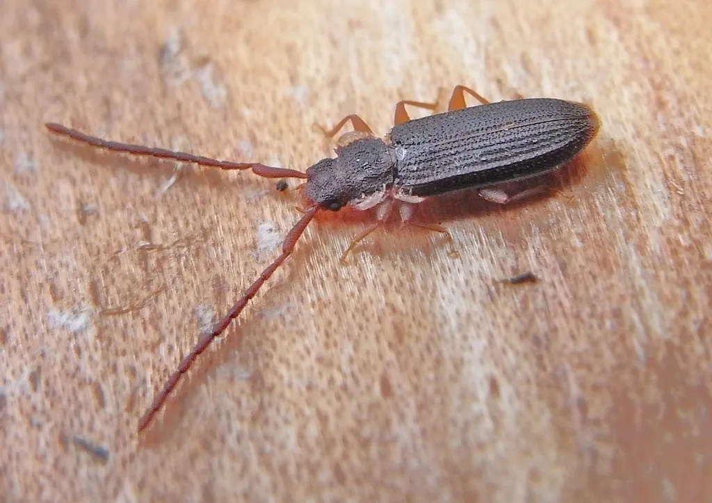 Uleiota planata - photo 2