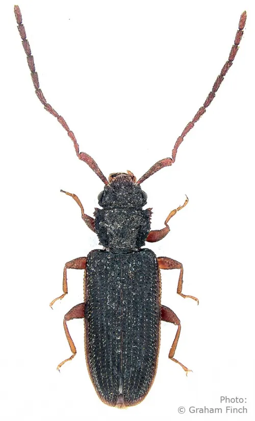 Uleiota planatus