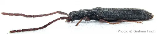 Uleiota planatus - photo 3