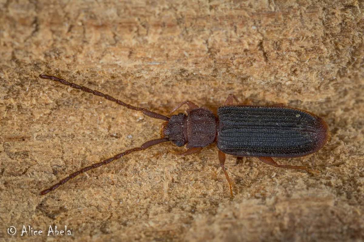 Uleiota truncata
