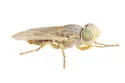 Ulidiotites dakotana