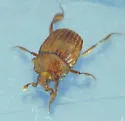 Ulkeus intricatus - Ulkeus intricatus