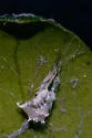 Uloborus campestratus