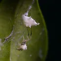 Uloborus campestratus - photo 3
