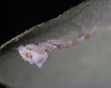 Uloborus campestratus - photo 4