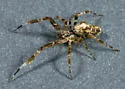 Uloborus diversus - Uloborus diversus