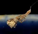 Uloborus diversus - photo 2