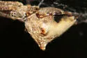 Uloborus diversus - photo 3