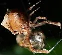 Uloborus diversus - photo 4