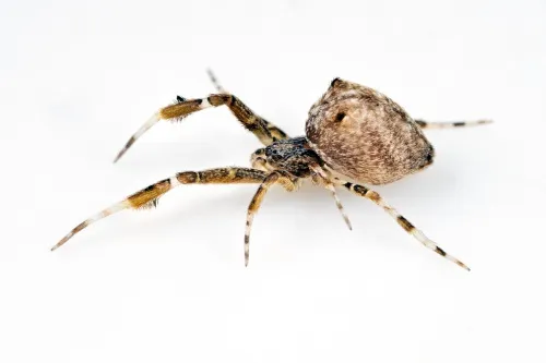 Uloborus plumipes