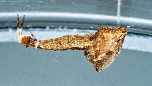 Uloborus plumipes - photo 2