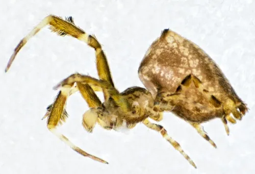 Uloborus plumipes - photo 3