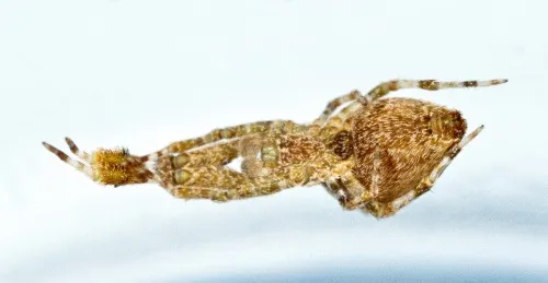 Uloborus plumipes - photo 4